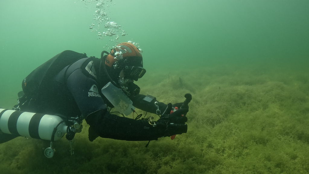 Taucher entnimmt über einer Unterwasserwiese eine Wasserprobe